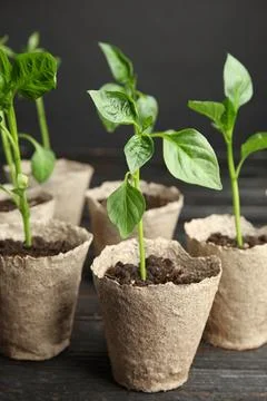 Vegetable seedlings in peat pots on table against black background Stock Photos