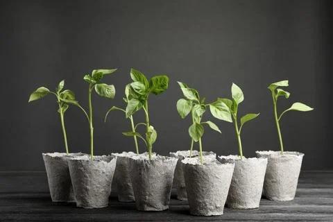 Vegetable seedlings in peat pots on table against black background Stock Photos