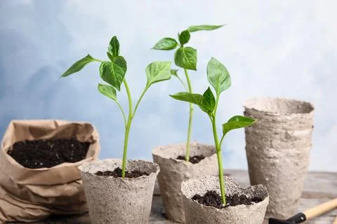Vegetable seedlings in peat pots on table against light background Stock Photos