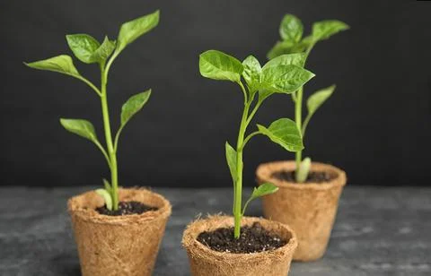 Vegetable seedlings in peat pots on table against black background Stock Photos