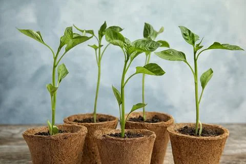 Vegetable seedlings in peat pots on table against blue background Stock Photos
