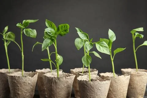 Vegetable seedlings in peat pots on table against black background Stock Photos