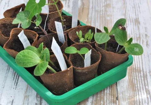 Vegetable seedlings Stock Photos