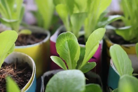 Vegetable seedlings Stock Photos