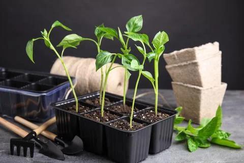 Vegetable seedlings in plastic tray on grey table against black background Stock Photos