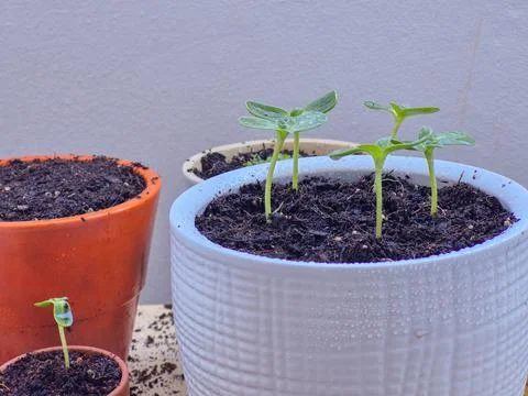 Vegetable seedlings in pots on the balcony Stock Photos
