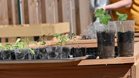 Vegetable seedlings in reused plastic cups set on the raised garden bed Stock Footage 128054875