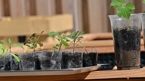 Vegetable seedlings in reused plastic cups set on the raised garden bed Stock Footage 128055142