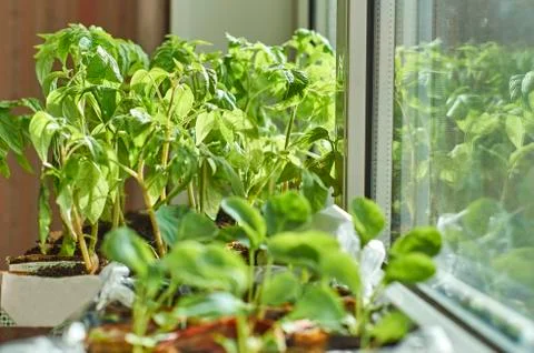 Vegetable seedlings on the window sill 写真素材