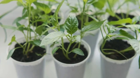Vegetable seedlings on the windowsill in the apartment Stock Footage 129360446
