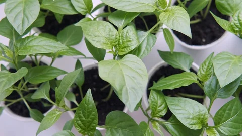 Vegetable seedlings on the windowsill in the apartment Stock Footage 129360632