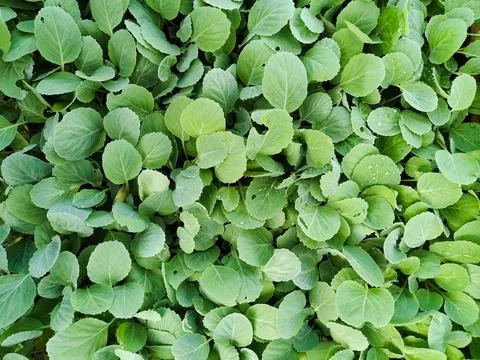 Vegetable Seeds 8 Stock Photos