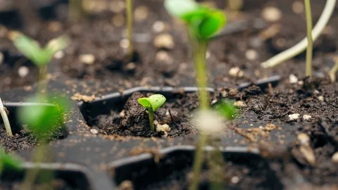 Vegetable Seeds Germinating in Starter Tray Time Lapse 스톡 동영상 104888682