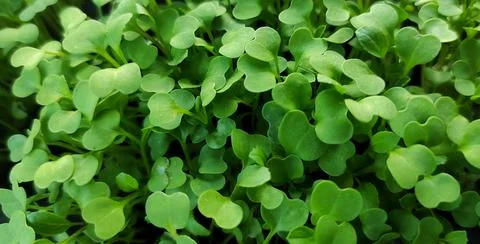 Vegetable seeds Stock Photos