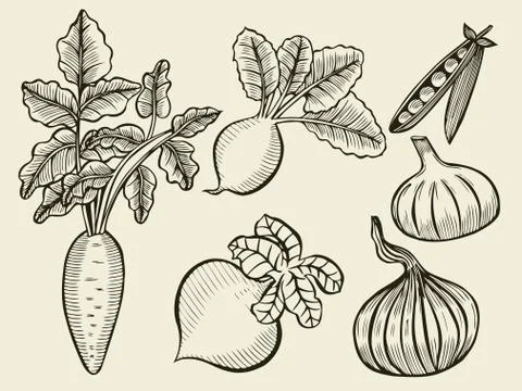 Vegetable Set Sketch Illustrazione stock
