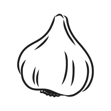 Vegetable, spice, three garlics, vector, monochrome contour on white Stock Illustration
