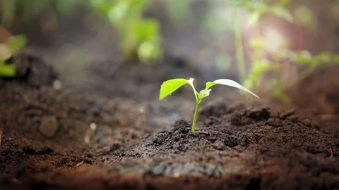 Vegetable sprout , garden concept Stock Footage 89140004