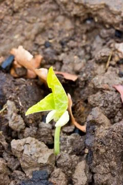 Vegetable sprout from the ground Stock Photos