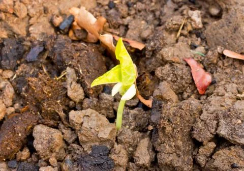 Vegetable sprout from the ground Foto stock