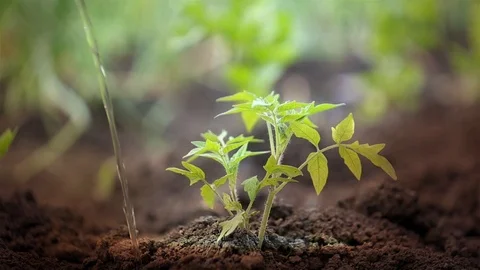 Vegetable sprout in the sunlight , farm concept Stock-Footage 89140015