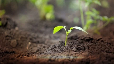 Vegetable sprout in the sunlight Stock Footage 89140006
