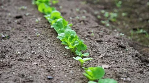 Vegetable Sprouting Stock Photos