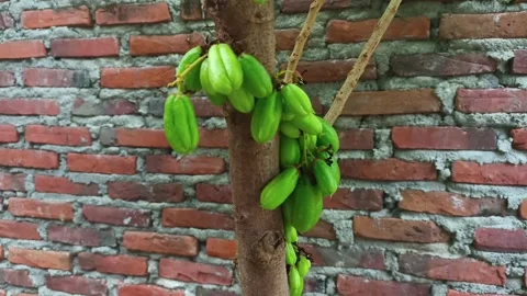 Vegetable star fruit tree during the day. Stock Footage 280454575