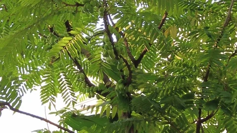 Vegetable starfruit Video stock 224960612