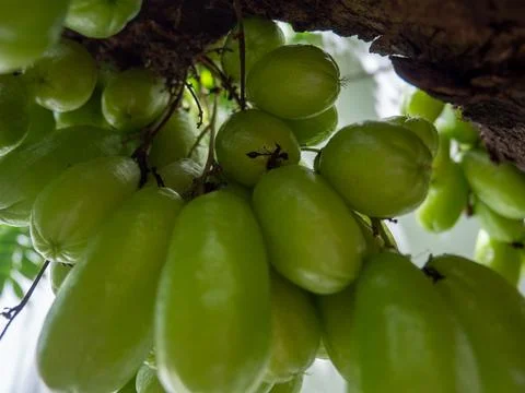Vegetable starfruit or called belimbing wuluh has a sour taste which is use.. Stock Photos