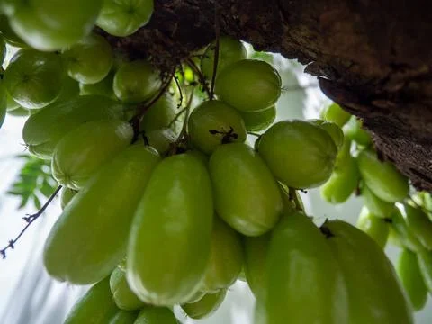 Vegetable starfruit or called belimbing wuluh has a sour taste which is use.. Stock Photos