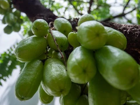 Vegetable starfruit or called belimbing wuluh has a sour taste which is use.. Stock Photos