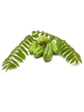 Vegetable starfruit Stock Photos