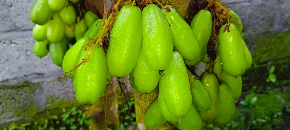 Vegetable starfruit Stock Photos