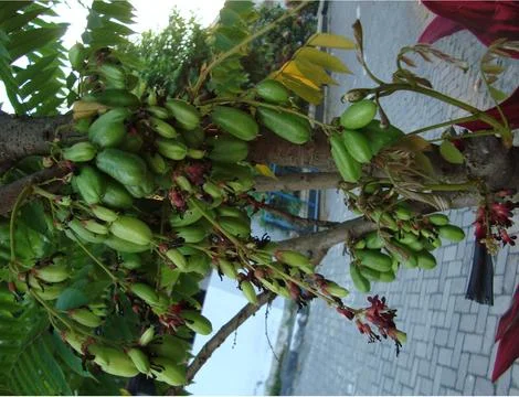 Vegetable starfruit 스톡 사진