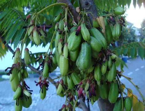 Vegetable starfruit Stock Photos
