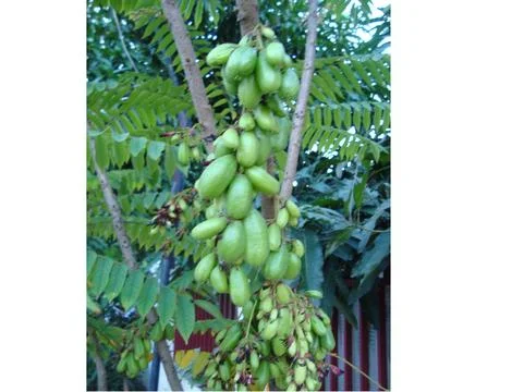 Vegetable starfruit Stock Photos