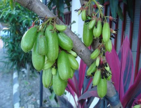 Vegetable starfruit  Stock Photos
