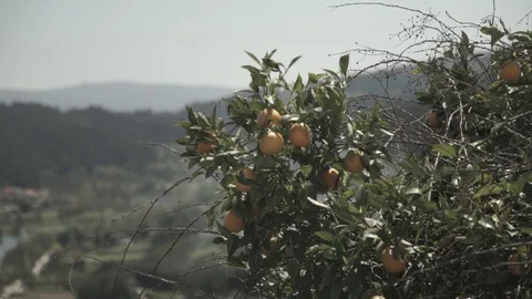 Vegetable in the sun with a breeze Vídeos de archivo 94118474