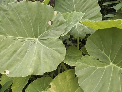 VEGETABLE TAMBO LEAVES Stock Photos