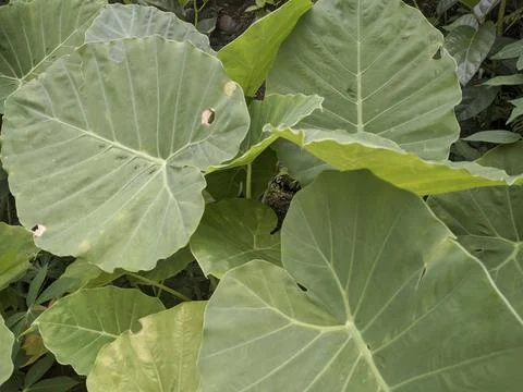 VEGETABLE TAMBO LEAVES Stock Photos
