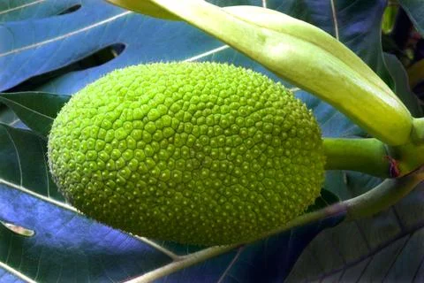 Vegetable, tender bread fruit on plant artocarpus insica, Trivandrum Thiruv.. Stock Photos