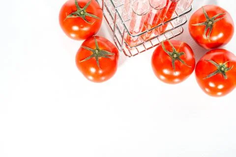 Vegetable test,  Genetic Modification,  tomato 스톡 사진