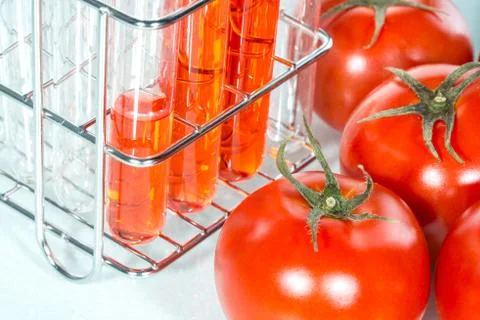 Vegetable test,  Genetic Modification,  tomato 스톡 사진