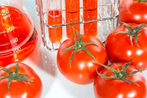 Vegetable test,  Genetic Modification,  tomato Photos