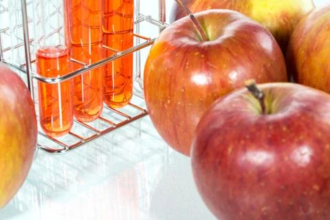 Vegetable test,  Genetic Modificationm,apple 스톡 사진