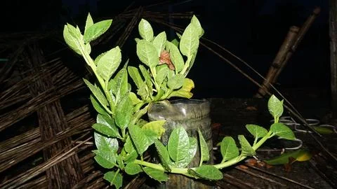 Vegetable tree on the pot Stock Photos