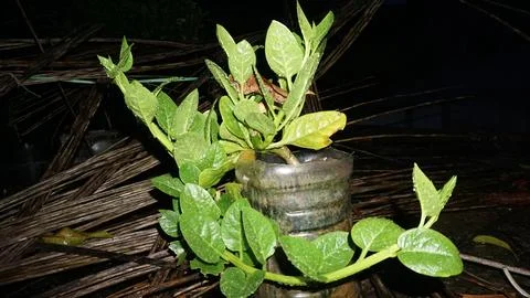 Vegetable tree on the top Stock Photos