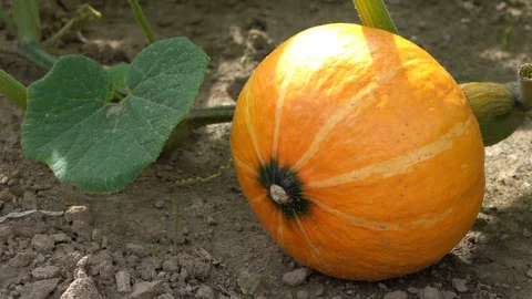 Vegetable Uchiki Kuri pumpkin Stock Footage 122256681