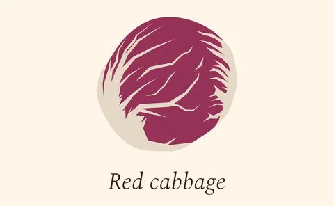 Vegetable, Vector Illustration of Delicious Fresh Purple Cabbage Isolated on Stock Illustration