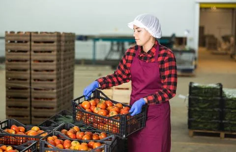 Vegetable warehouse worker stacks boxes of ripe tomatoes 스톡 사진